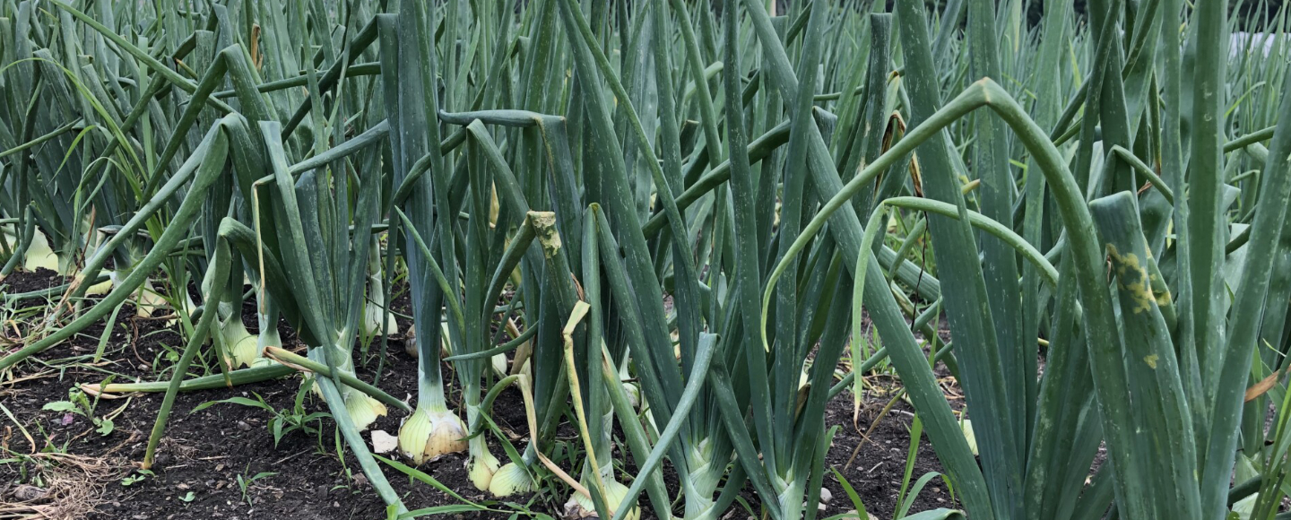 ONION WEED MANAGEMENT Moiben Connections Your Preferred Agro Partner!