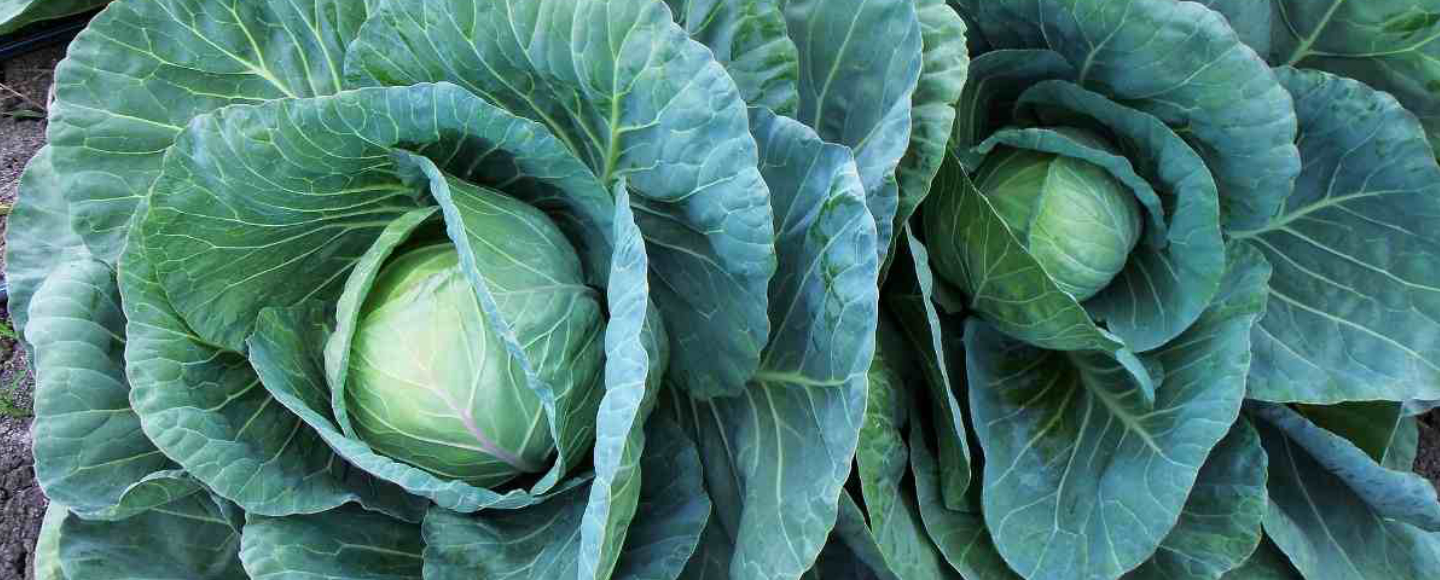 Weed Management in Cabbage Moiben Connections Your Preferred Agro